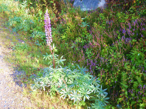 Alpine Lupine.